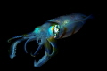   Night dive macro 60mm strobes. strobes  